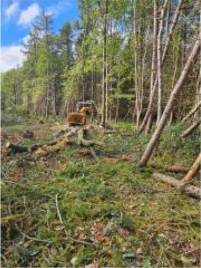 Vegetation clearance corridor with machinery operating in woodland