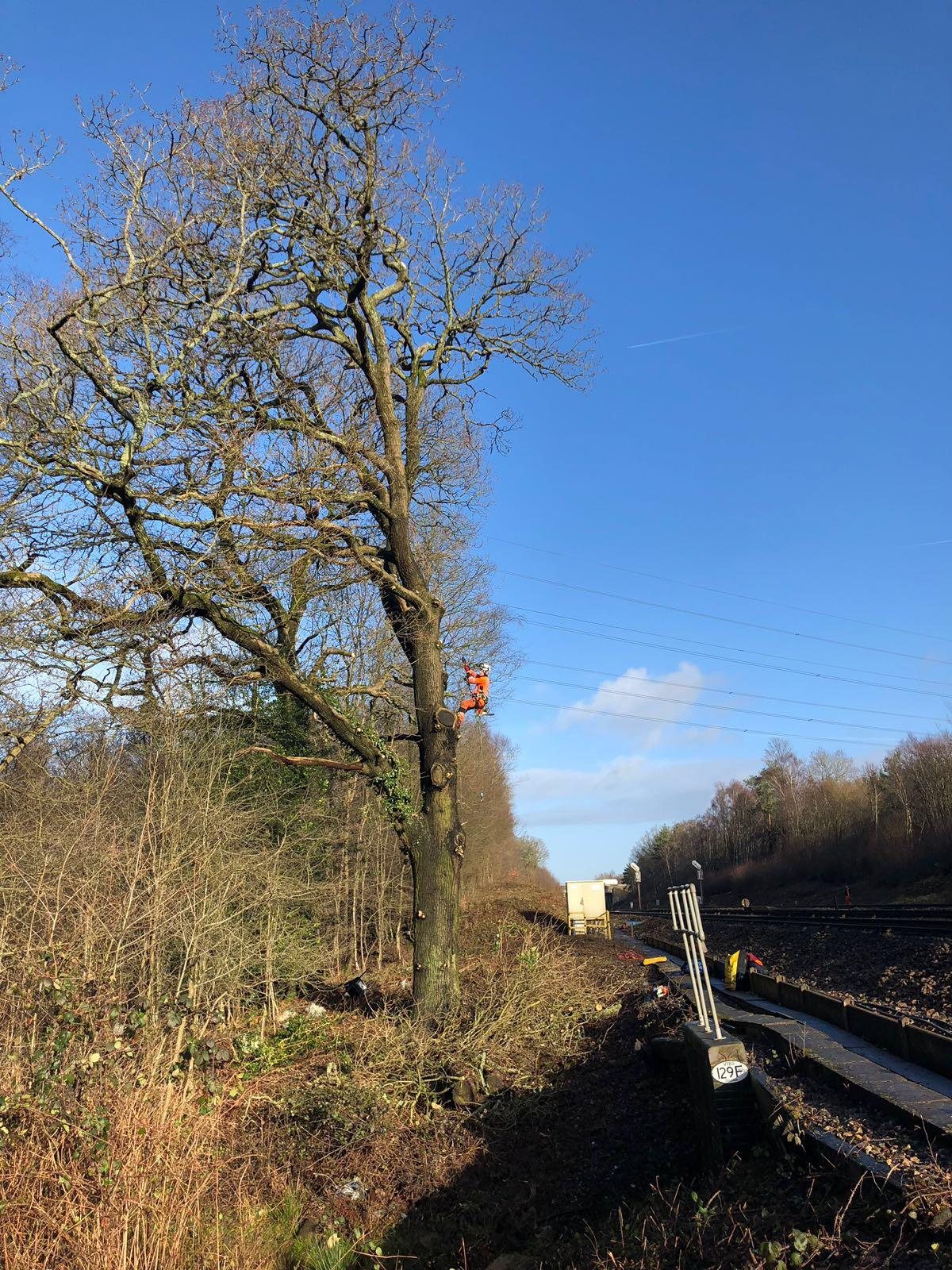 Tree work beside railway infrastructure