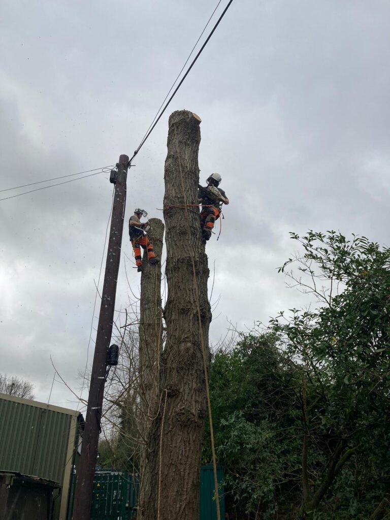 rail -arboriculture